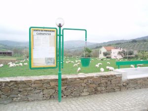 Rebanho de Ovelhas (junto à aldeia)