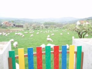 Rebanho de Ovelhas em Pastoreio
